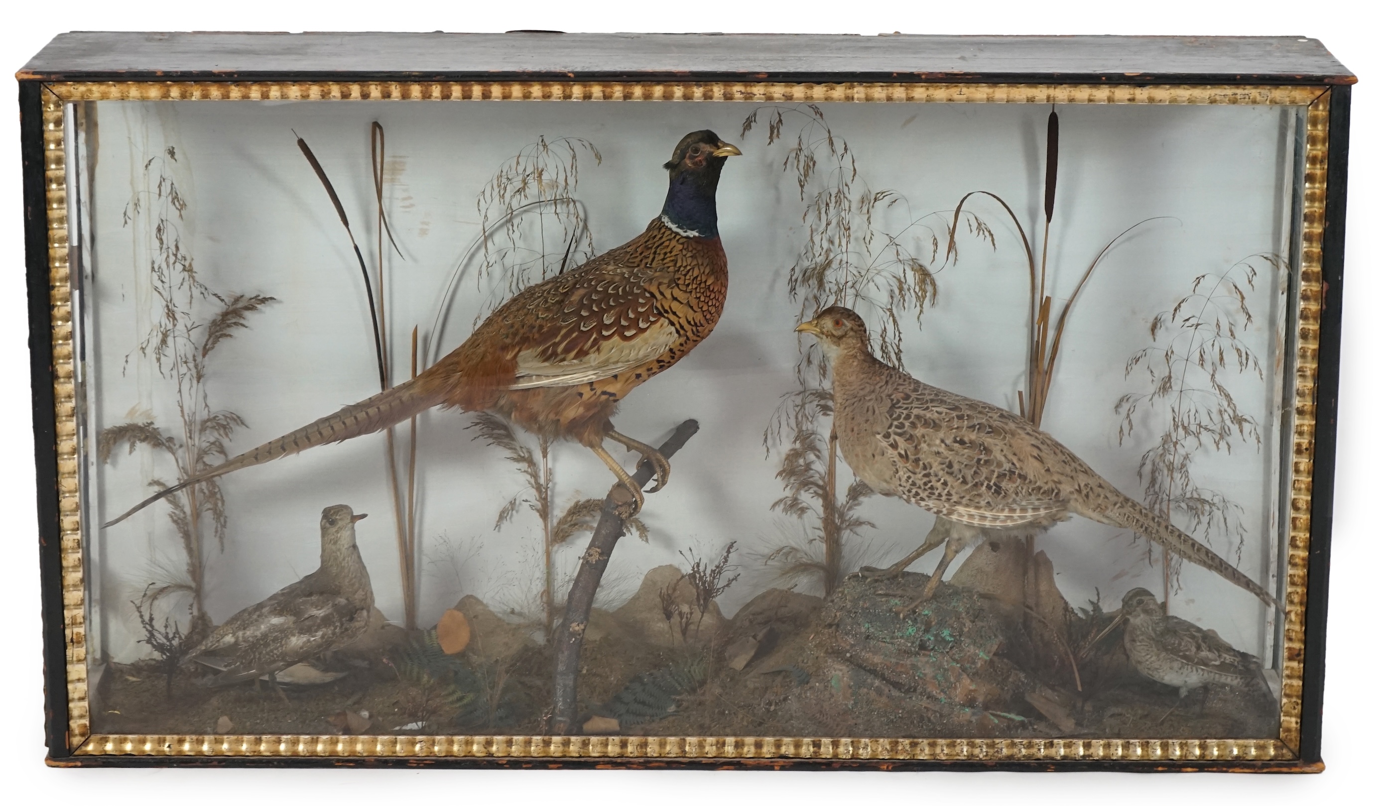 A large late Victorian taxidermy display of a cock and hen pheasant